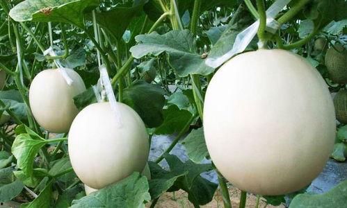 甜瓜娱乐爆料君